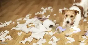 ANSIA DEL CANE