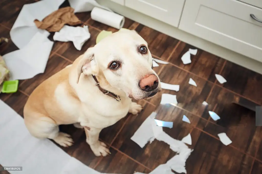 ANSIA DA SEPARAZIONE del cane
